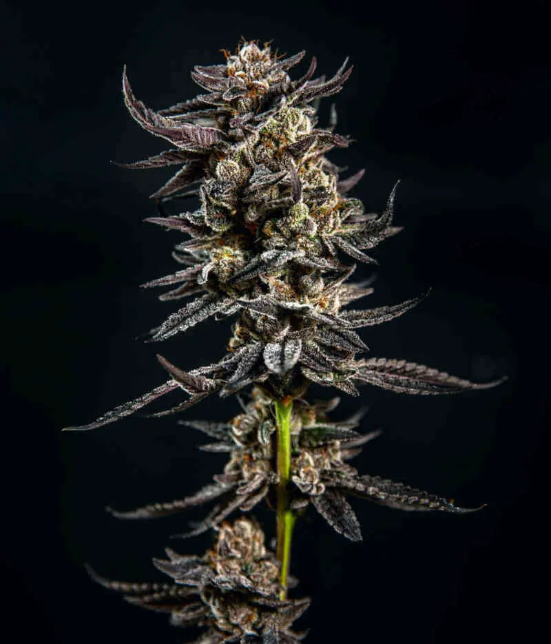 Elev8 Seeds Gelatomo Feminized Cannabis Seeds, Pack of 6 Elev8 Seeds
