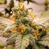 Elev8 Seeds Megasonic Feminized Cannabis Seeds, Pack of 6 Elev8 Seeds