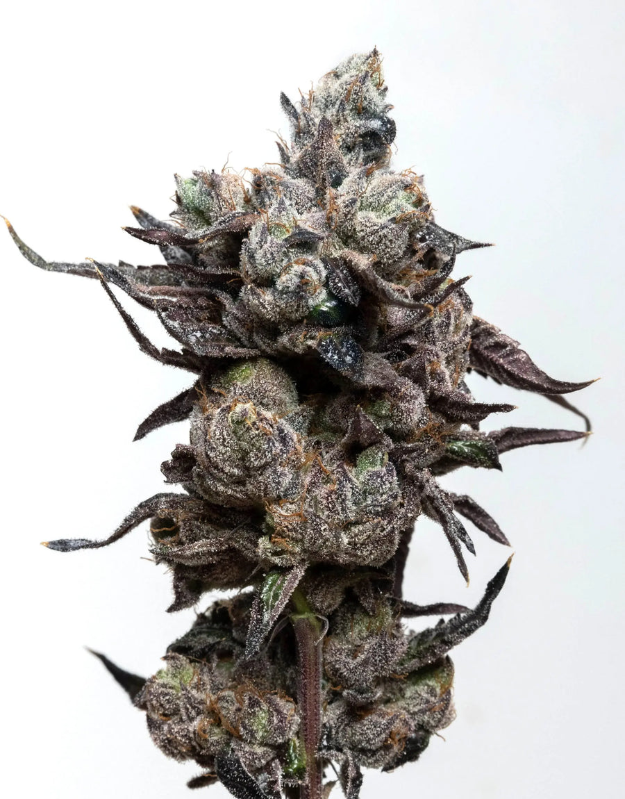 Elev8 Seeds Runtz S1 Feminized Cannabis Seeds, Pack of 6 Elev8 Seeds