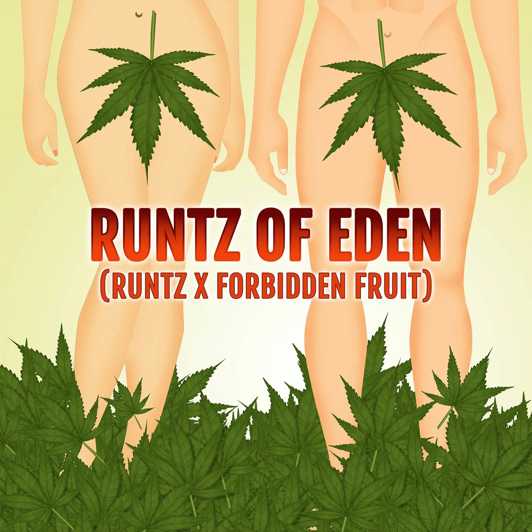 Elev8 Seeds Runtz of Eden Feminized Cannabis Seeds, Pack of 6 Elev8 Seeds
