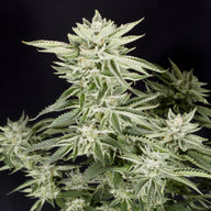 Elev8 Seeds Sherbet S1 Feminized Cannabis Seeds, Pack of 6 Elev8 Seeds