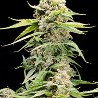 Elev8 Seeds Triple Scoop Feminized Cannabis Seeds, Pack of 6 Elev8 Seeds