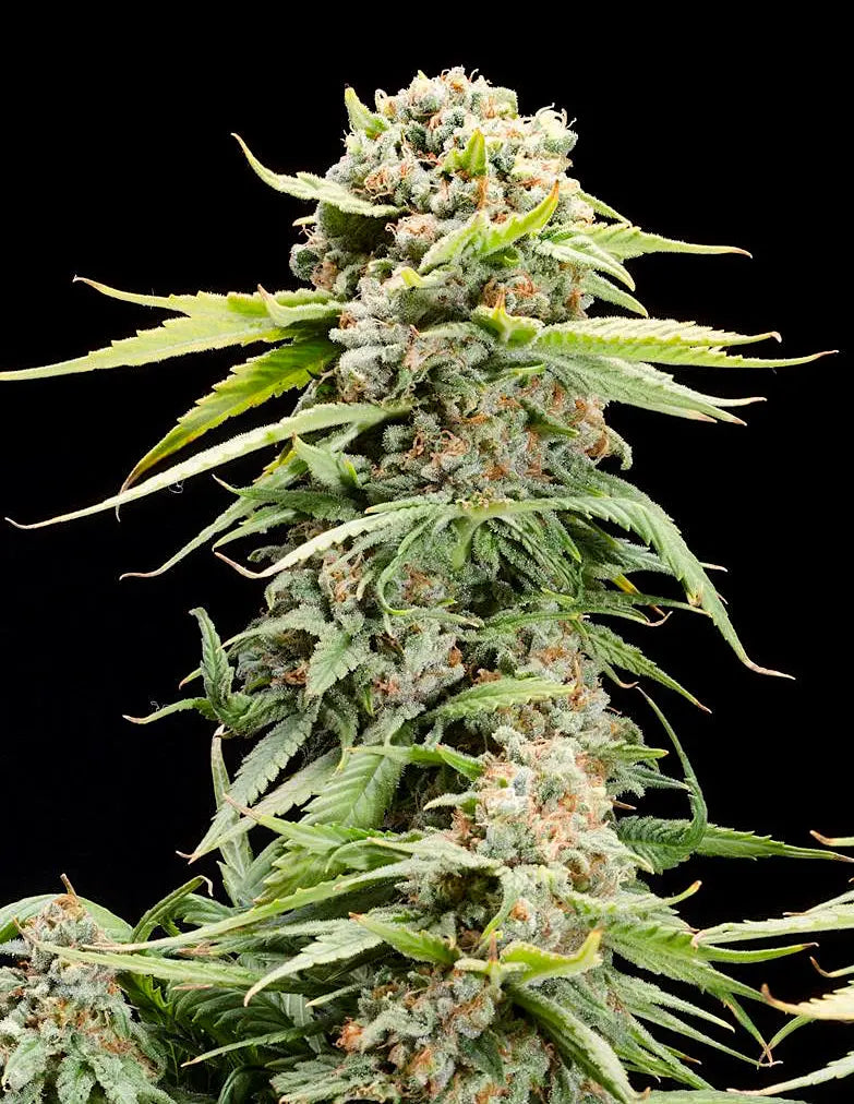 Elev8 Seeds Triple Scoop Feminized Cannabis Seeds, Pack of 6 Elev8 Seeds