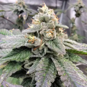 Elev8 Seeds White Stank Feminized Cannabis Seeds, Pack of 6 Elev8 Seeds