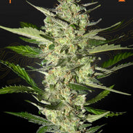 Flowerbomb Kush Feminized Cannabis Seeds By Green House Seed Co. Green House Seed Co.