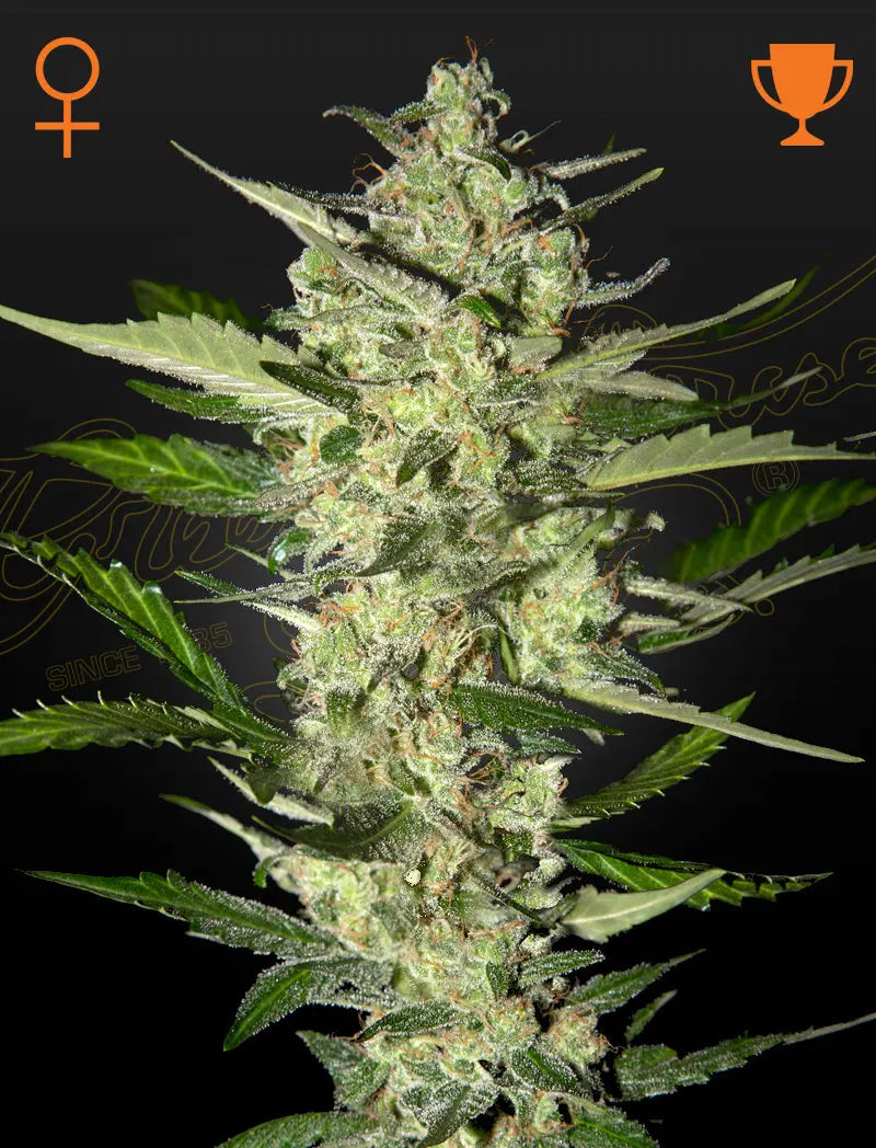 Flowerbomb Kush Feminized Cannabis Seeds By Green House Seed Co. Green House Seed Co.