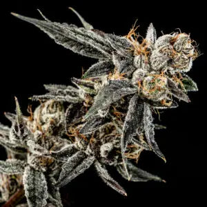 Frosty Bananas Feminized Cannabis Seeds By Elev8 Seeds Elev8 Seeds