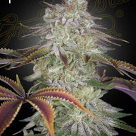 GHS AlienZ Feminized Cannabis Seeds, Pack of 5 Green House Seed Co.