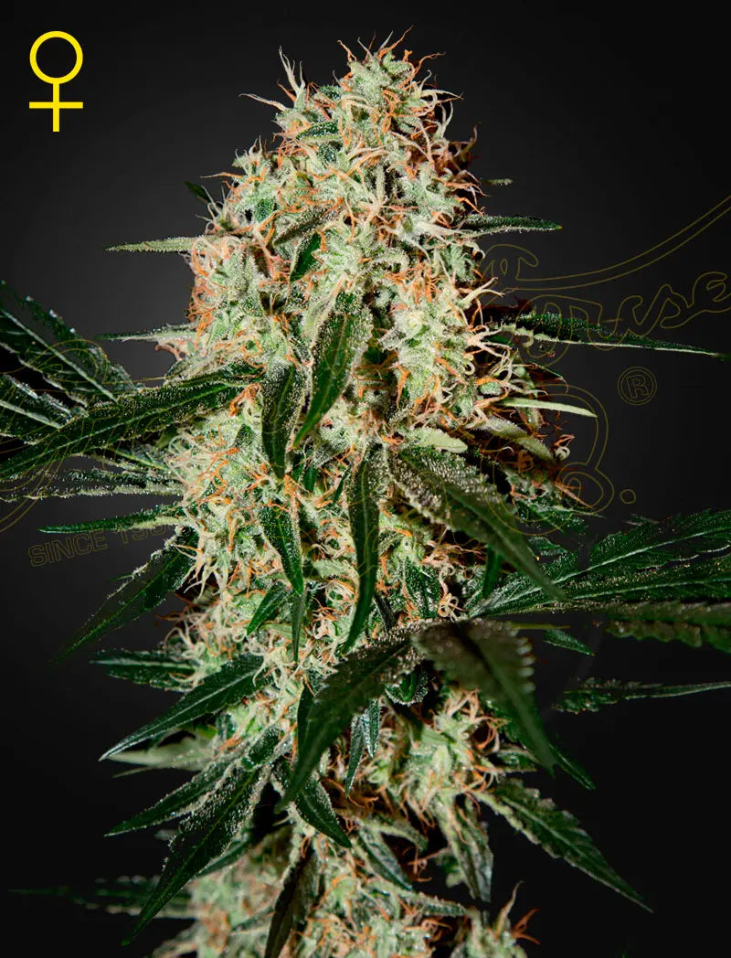 GHS Arjans Haze 3 Sativa Cannabis Seeds, Pack of 5 Green House Seed Co.