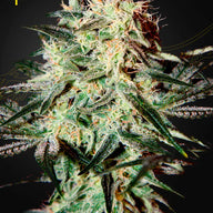 GHS Arjans Strawberry Haze Sativa Cannabis Seeds, Pack of 5 Green House Seed Co.