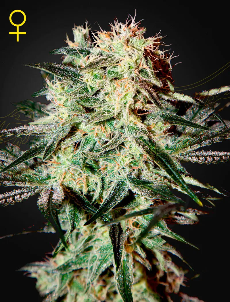 GHS Arjans Strawberry Haze Sativa Cannabis Seeds, Pack of 5 Green House Seed Co.