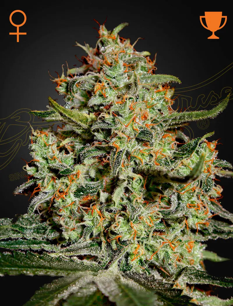 GHS Big Bang Indica Feminized Cannabis Seeds, Pack of 5 Green House Seed Co.