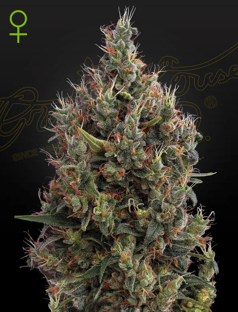 GHS Big Bang Strain Autoflower Cannabis Seeds, Pack of 5 Green House Seed Co.