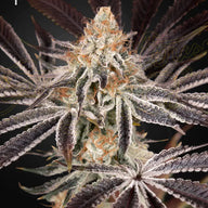 GHS Dark Phoenix Feminized Cannabis Strain, Pack of 5 Green House Seed Co.