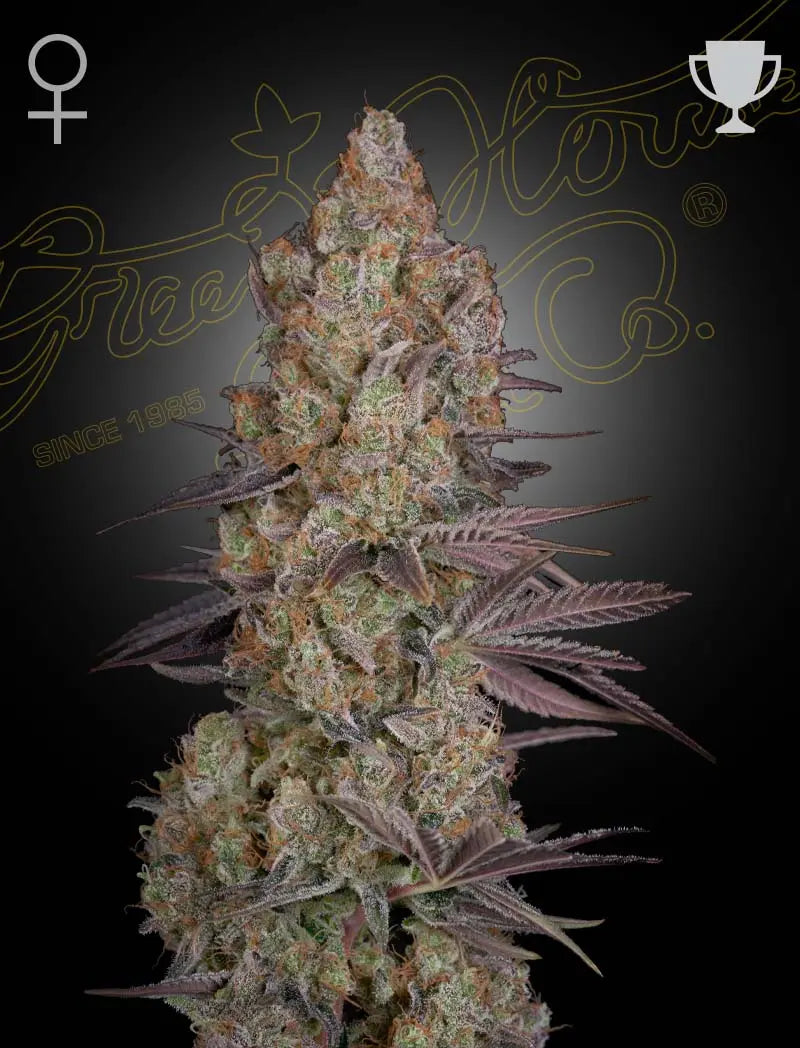 GHS Exodus Cheese Hybrid Feminized Cannabis Seeds, Pack of 5 Green House Seed Co.