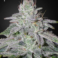 GHS Francos Lemon Cheese Feminized Cannabis Seeds, Pack of 5 Green House Seed Co.