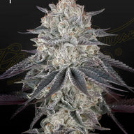 GHS Fullgas Strain Feminized Cannabis Seeds, Pack of 5 Green House Seed Co.