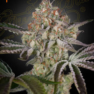 GHS Great White Shark Indica Feminized Cannabis Seeds, Pack of 5 Green House Seed Co.