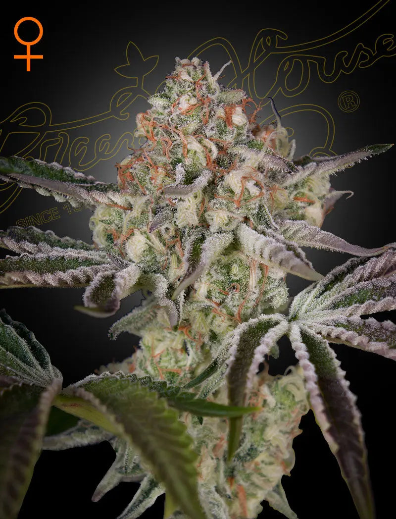 GHS Great White Shark Indica Feminized Cannabis Seeds, Pack of 5 Green House Seed Co.