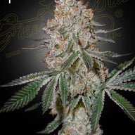 GHS HighCloudZ Feminized Cannabis Seeds, Pack of 5 Green House Seed Co.