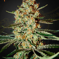GHS Himalaya Gold Indica Feminized Cannabis Seeds, Pack of 5 Green House Seed Co.