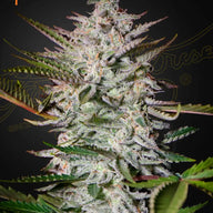 GHS Holy Punch Indica Feminized Cannabis Seeds, Pack of 5 Green House Seed Co.