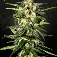 GHS Jack Herer Strain Autoflower Cannabis Seeds, Pack of 5 Green House Seed Co.