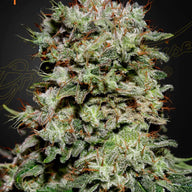 GHS Kalashnikova Indica Feminized Cannabis Seeds, Pack of 5 Green House Seed Co.