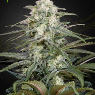 GHS Kalashnikova Strain Autoflower Cannabis Seeds, Pack of 5 Green House Seed Co.