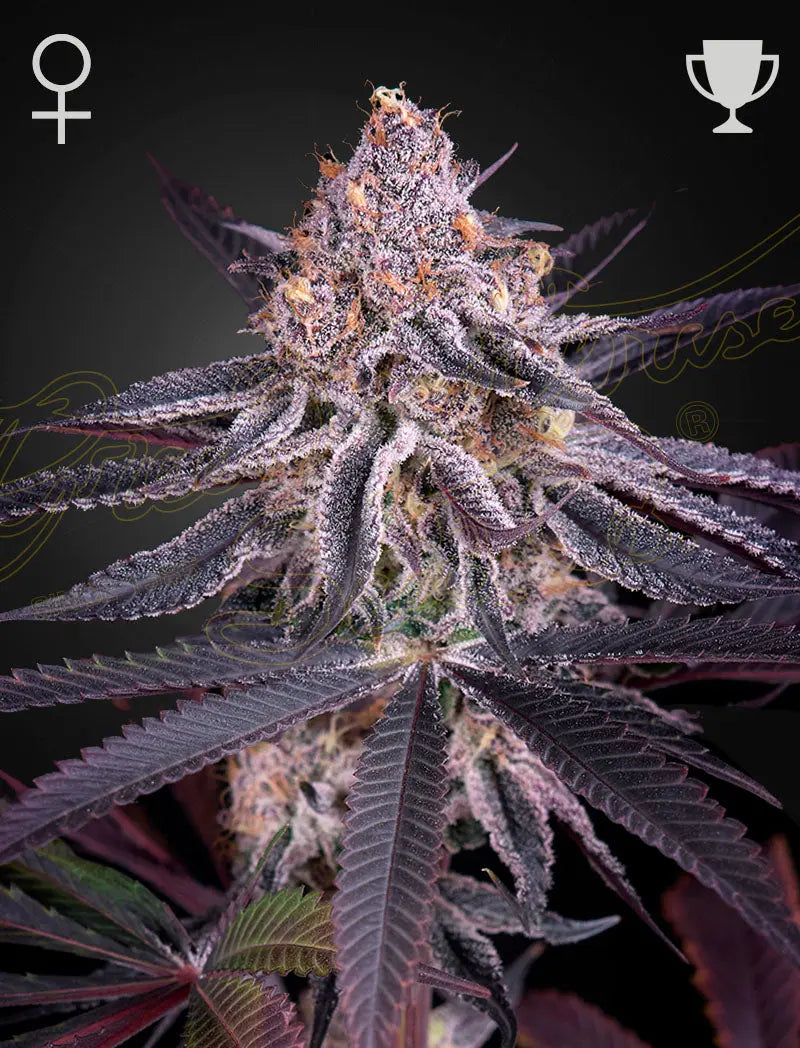 GHS Kings Juice Strain Feminized Cannabis Seeds, Pack of 5 Green House Seed Co.