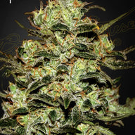 GHS Moby Dick Hybrid Feminized Cannabis Seeds, Pack of 5 Green House Seed Co.