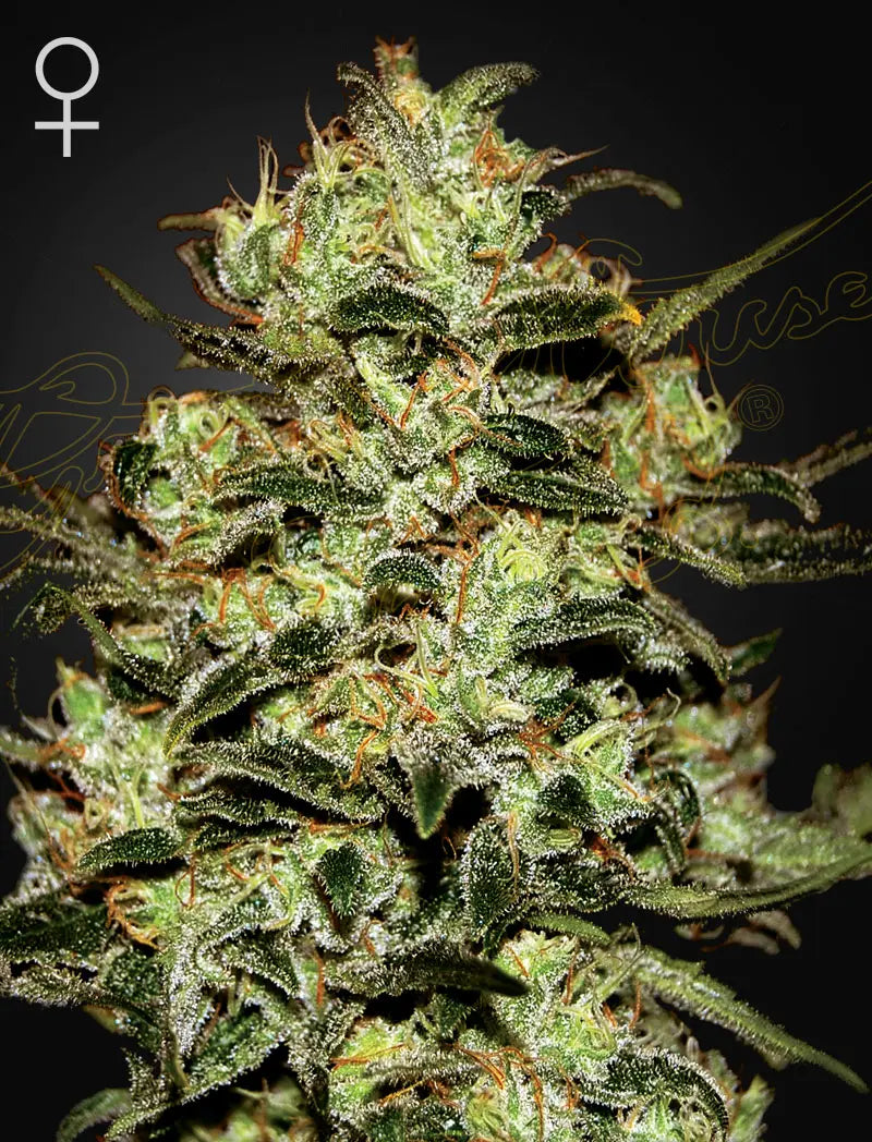 GHS Moby Dick Hybrid Feminized Cannabis Seeds, Pack of 5 Green House Seed Co.