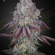 GHS Persian Pie Strain Feminized Cannabis Seeds, Pack of 5 Green House Seed Co.