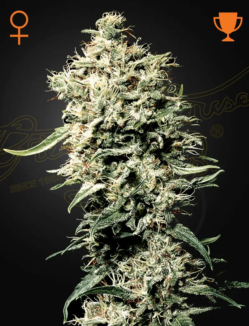 GHS White Rhino Indica Feminized Cannabis Seeds, Pack of 5 Green House Seed Co.