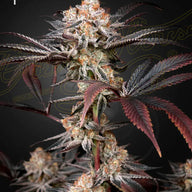 GHS Wonder Pie Strain Feminized Cannabis Seeds, Pack of 5 Green House Seed Co.