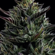 California Octane Feminized Cannabis Seeds By Humboldt Seed Company Humboldt Seed Company