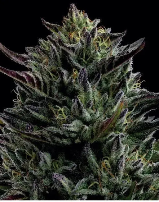 California Octane Feminized Cannabis Seeds By Humboldt Seed Company Humboldt Seed Company