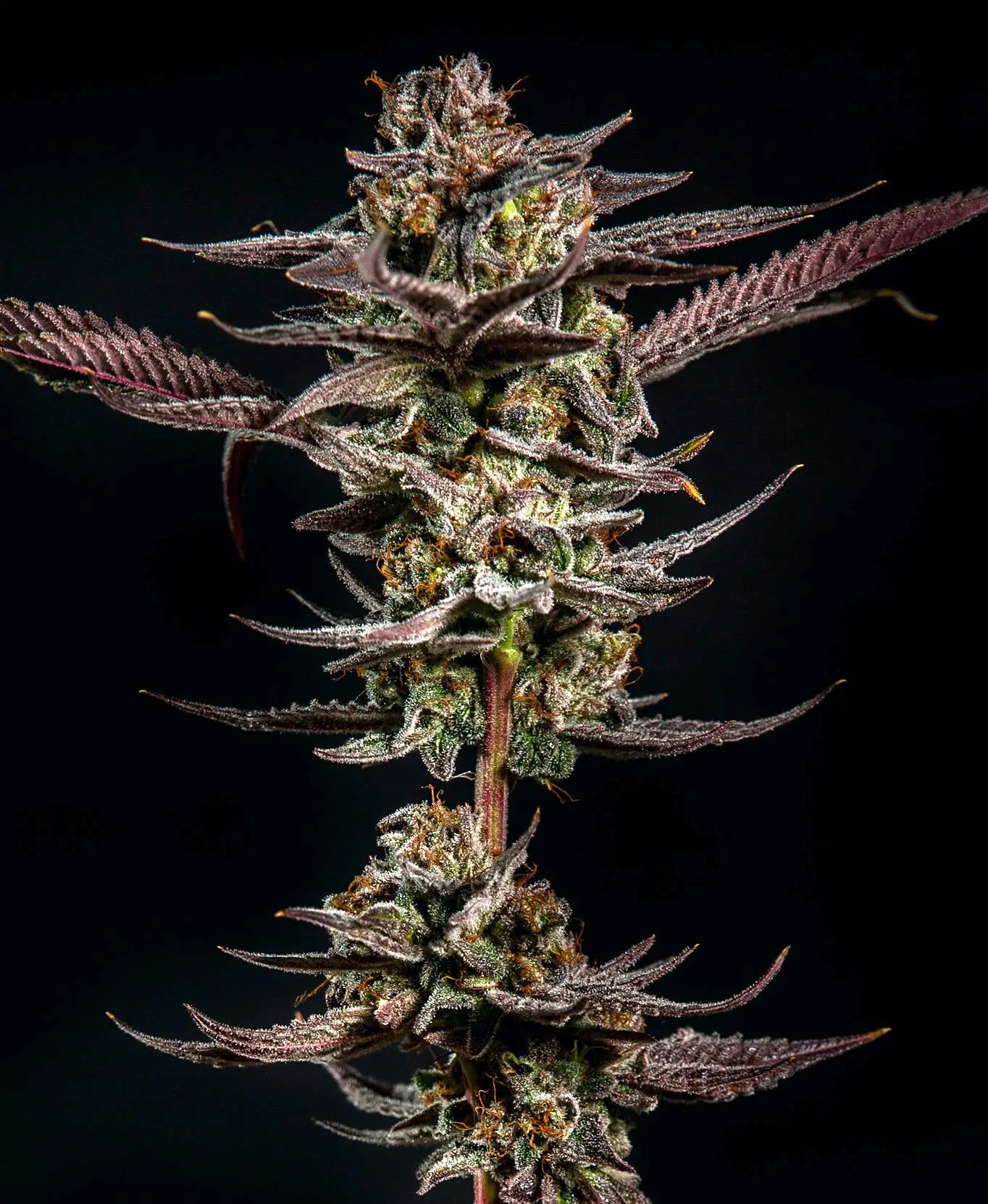 Gelato Kiss Feminized Cannabis Seeds By Elev8 Seeds Elev8 Seeds