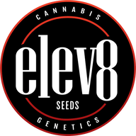 Gelatomo Feminized Cannabis Seeds By Elev8 Seeds Elev8 Seeds