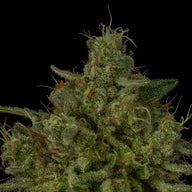 Glue Sniffer S1 Feminized Cannabis Seeds By Twenty20 Mendocino Twenty20 Mendocino