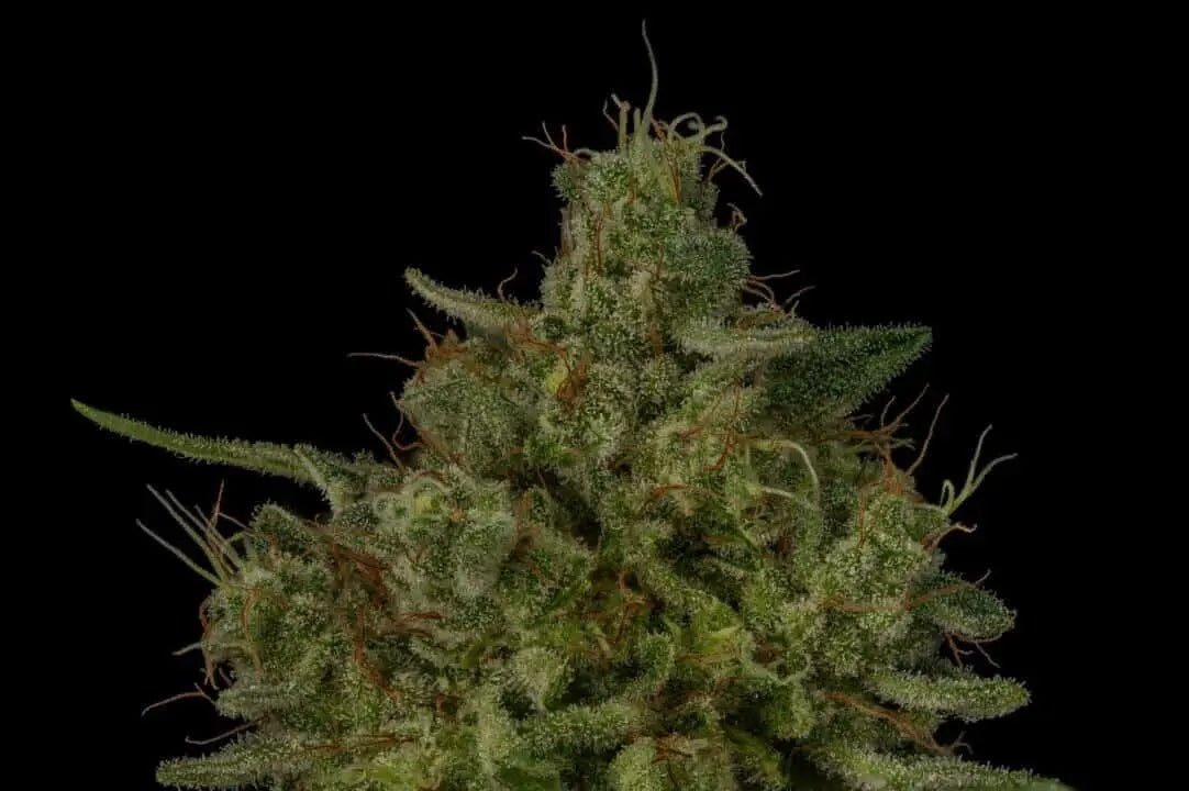 Glue Sniffer S1 Feminized Cannabis Seeds By Twenty20 Mendocino Twenty20 Mendocino