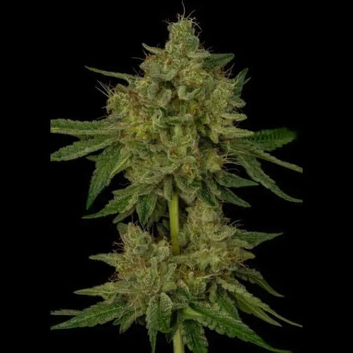 Glue Sniffer S1 Feminized Cannabis Seeds By Twenty20 Mendocino Twenty20 Mendocino