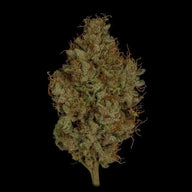 Glue Sniffer S1 Feminized Cannabis Seeds By Twenty20 Mendocino Twenty20 Mendocino