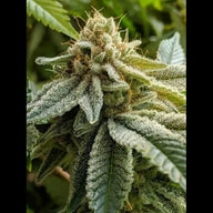 Glue Sniffer S1 Feminized Cannabis Seeds By Twenty20 Mendocino Twenty20 Mendocino