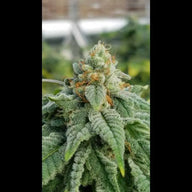 Glue Sniffer S1 Feminized Cannabis Seeds By Twenty20 Mendocino Twenty20 Mendocino