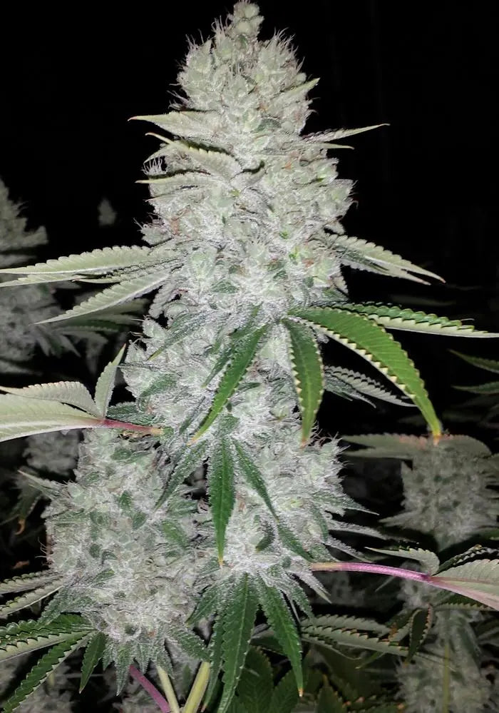Gorilla Glue #4 S1 Feminized Cannabis Seeds By Elev8 Seeds Elev8 Seeds