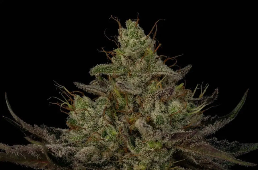 Gran Champagne Feminized Cannabis Seeds By Twenty20 Mendocino Twenty20 Mendocino