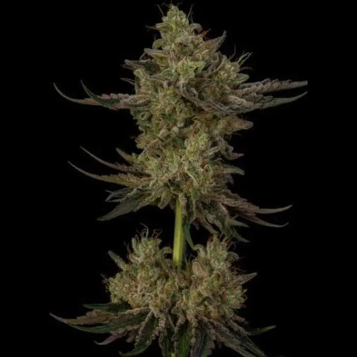 Gran Champagne Feminized Cannabis Seeds By Twenty20 Mendocino Twenty20 Mendocino