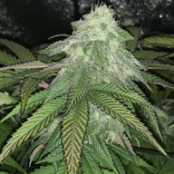Granny's Apple Fritter Feminized Cannabis Seeds By Elev8 Seeds Elev8 Seeds