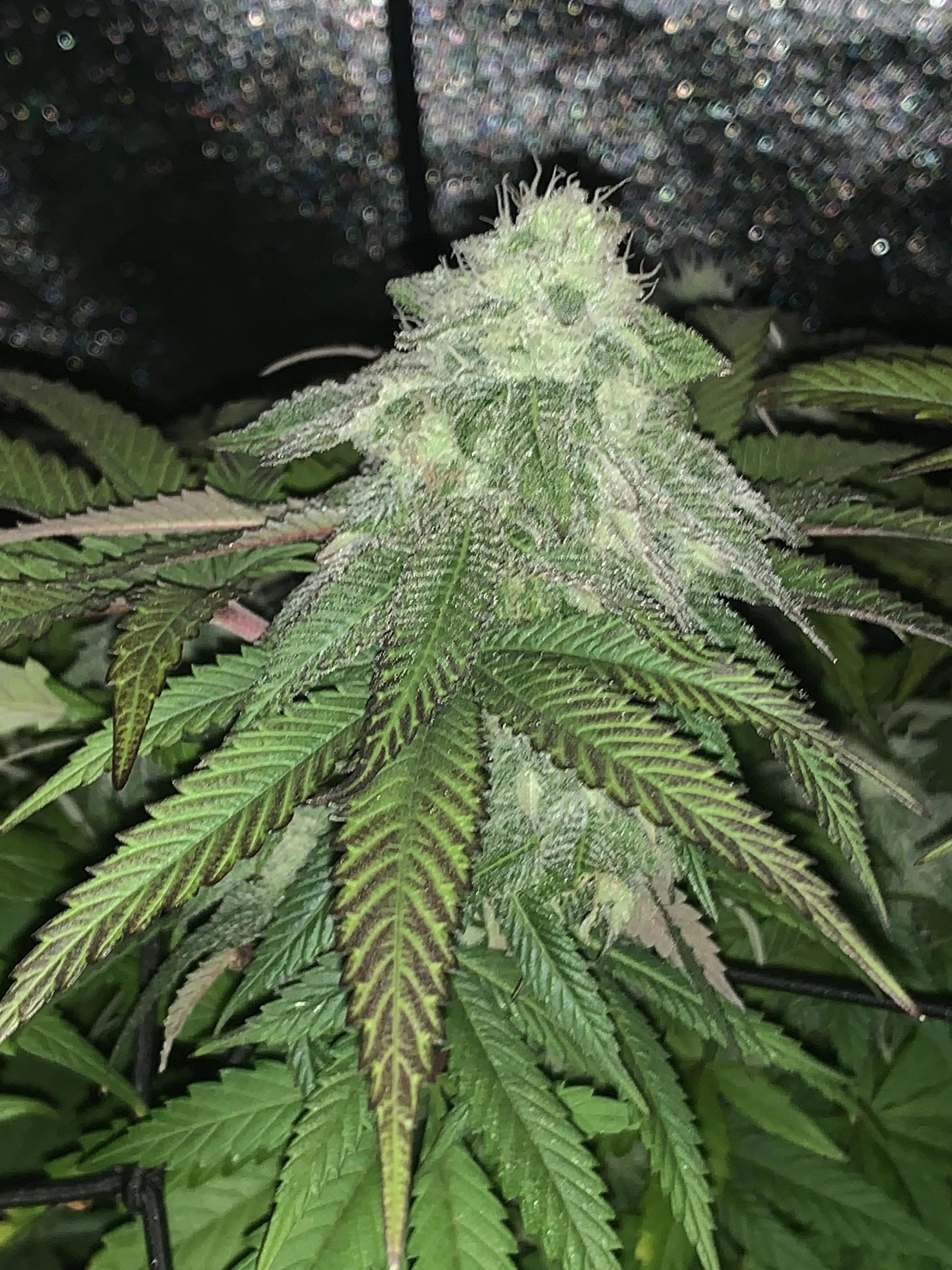Granny's Apple Fritter Feminized Cannabis Seeds By Elev8 Seeds Elev8 Seeds